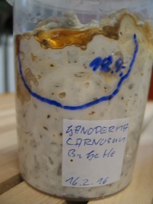Substratbecher G. carnosum