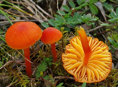 Kalkliebender Filz-Saftling (Hygrocybe calciphila)