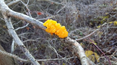 ev. Tremella mesenterica<br />Ort: 14778 Lünow<br />Datum: 12.12.16