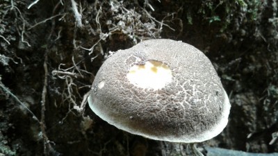 pilz 1 eine Schnecke hat den Hut angebissen. voll gelbes Fleisch  (Farbe kommt am Foto nicht gut rüber)