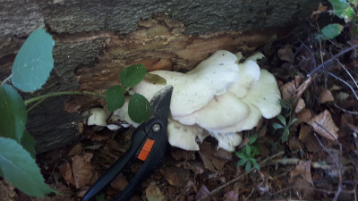 Sommerausternpilze mit Heckenschere als größenvergleich