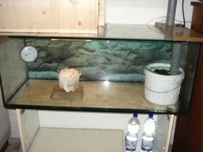 Die Fruchtungkammer:<br />auf dem Aquarium befindet sich in einem Sperrholzkasten eine 7W energiesparlampe die über eine Zeitschaltuhr gesteuert ist. Rechts im Aquarium  ist meine konstruktion zur Luftbefeuchtung/ Luftaustausch.