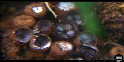 - 2011-06-19 - Saw Dust Mushrooms - Small 1000px - 002.jpg