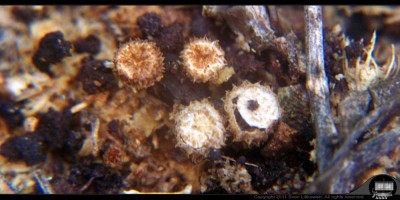 - 2011-06-19 - Saw Dust Mushrooms - Small 1000px - 005.jpg