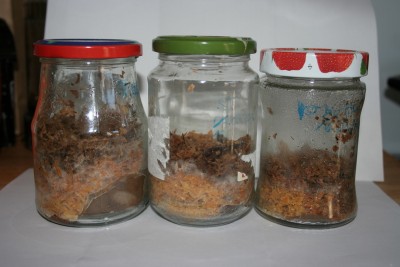 Shiitake auf Pappe mit Buchenspänen, unsteril geclont am 09.03., 12.03. und 16.03.2012 (v. links nach rechts)