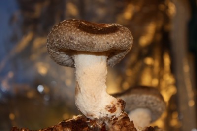 Shiitake Pilze-4.JPG