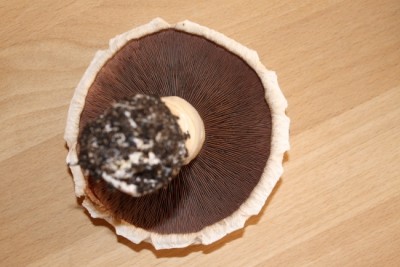 Champignon Ernte-2.JPG