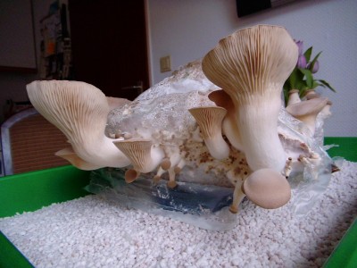 08.04-2.jpg (335.08 KiB) 22432 mal betrachtet 08.04.