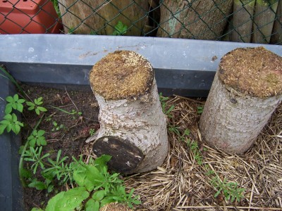 Auf Pappeln im Spätsommer 2009 beimpfte Austernseitlinge.