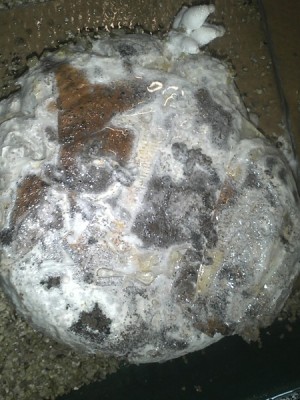 KsaufKaffee2.jpg (93.67 KiB) 21093 mal betrachtet KS auf Kaffeesatz mit Filtern ohne Zuschläge !