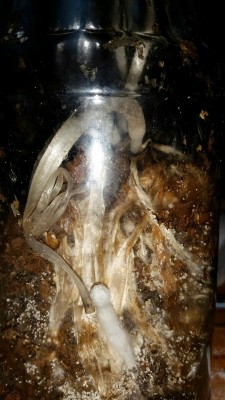 20150313_010915.jpg (414.56 KiB) 12584 mal betrachtet irgendwelche langstieligen Pilze deren Hüte zu schwarzem Matsch wurden + Primordien + weiße Punkte (Eier?)