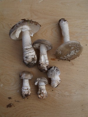 Amanita excelsa - Grauer Wulstling1.JPG