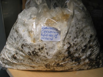 IMG_6768.JPG (771.61 KiB) 15727 mal betrachtet Durchwachsener Substratbeutel G. carnosum