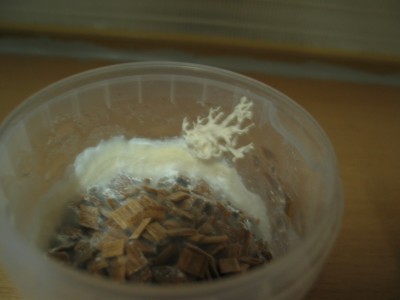 IMG_7521.JPG (131.35 KiB) 19134 mal betrachtet Wurzeliges Gebilde