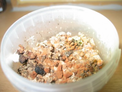 IMG_7524.JPG (187.54 KiB) 19570 mal betrachtet Knubbeltramete?