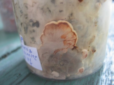 IMG_7491.JPG (129.56 KiB) 19133 mal betrachtet Ochsenzunge