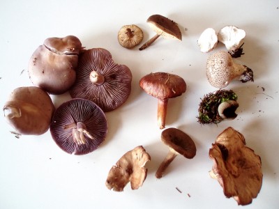 bunte Mischung, wenn ich richtig recheriert habe, dann ist da ein kleiner Boletus, essbar, ein mini becherling, besagter violetter röterrittling und bei dem Rest musste ich passen