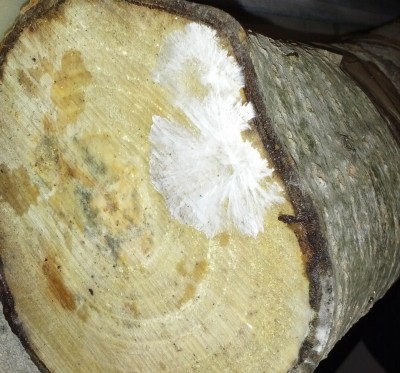 IMG_20170505_103319.jpg (666.8 KiB) 27205 mal betrachtet Austernseitling