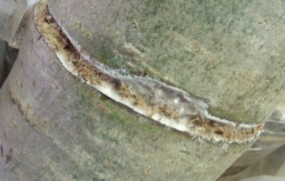 IMG_20170506_115915.jpg (586.39 KiB) 27205 mal betrachtet Samtfußrübling