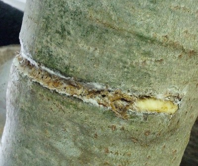 IMG_20170506_115928.jpg (949.72 KiB) 26561 mal betrachtet Samtfußrübling mit komischem Zeug