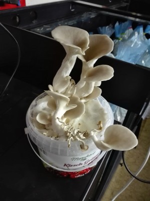 Lungenseitling 1.jpg (185.36 KiB) 26765 mal betrachtet Lungenseitling 1.jpg