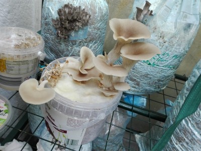 Lungenseitling 2.jpg (365.8 KiB) 25687 mal betrachtet Lungenseitling 2.jpg