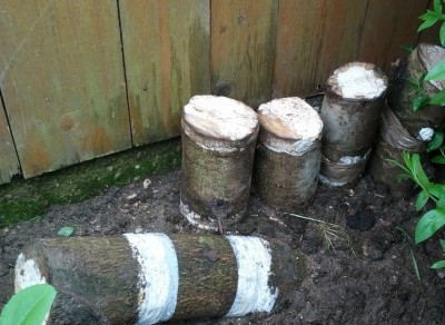 IMG_20170525_122950xx.jpg (979.85 KiB) 9288 mal betrachtet Austernseitling am Endstandort