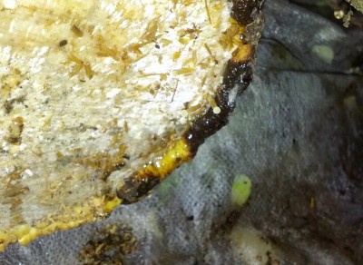 IMG_20170527_110030.jpg (586.37 KiB) 9288 mal betrachtet Der hat sich wohl in der Jahreszeit geirrt.