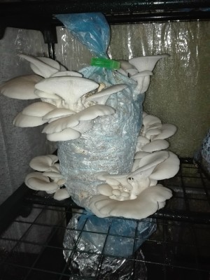 Lungenseitling.jpg (271.71 KiB) 25638 mal betrachtet Lungenseitling.jpg