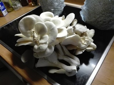 ohne Wiegen.jpg (210.82 KiB) 25580 mal betrachtet ohne Wiegen.jpg