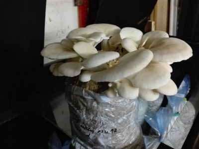 Lungenseitling.jpg (165.27 KiB) 25453 mal betrachtet Lungenseitling.jpg