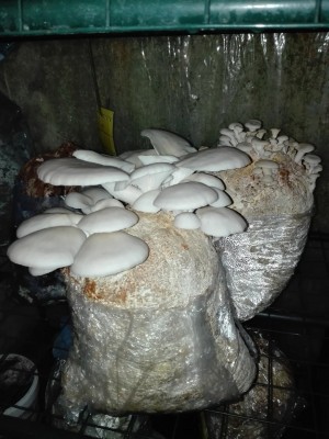 Lungenseitling 2.Welle.jpg (283.81 KiB) 25354 mal betrachtet Lungenseitling 2.Welle.jpg