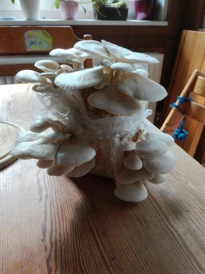 2.Welle Lungenseitling.jpg (315.14 KiB) 26371 mal betrachtet 2.Welle Lungenseitling.jpg