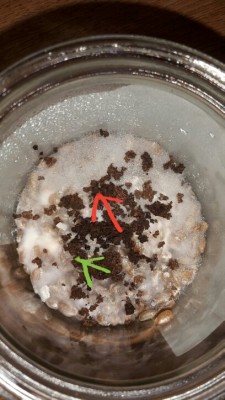 2018-02-14 11.27.47.jpg (265.36 KiB) 13028 mal betrachtet Der rote Pfeil ist meine Frage, der grüne das normale Mycel.