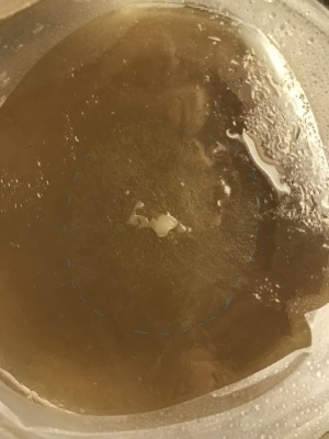 IMG_0989_2.jpg (285.35 KiB) 16816 mal betrachtet Spitzmorchel Myzel Petrischale