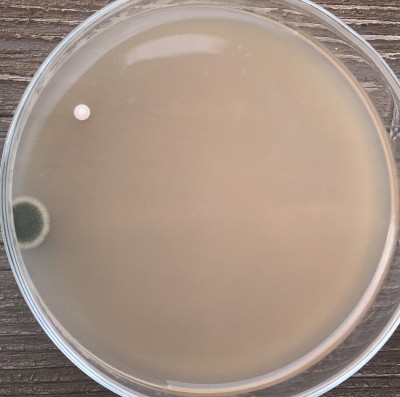 1h_Labor_nach_6_Tagen.jpg (801.51 KiB) 11692 mal betrachtet Konti Arbeitsecke