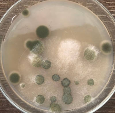 1h_Balkon_nach_6_Tagen.jpg (990.74 KiB) 12014 mal betrachtet Konti Balkon