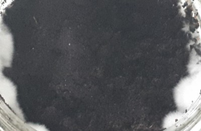 Am 25.01.2019 sah der taubenblaue Austernpilz so aus: