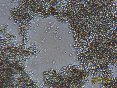 PICT0015.JPG (614.74 KiB) 18965 mal betrachtet Schleimirgendwas