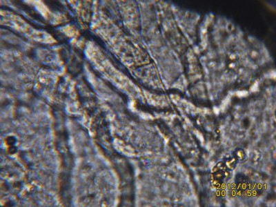 PICT0021.JPG (428.52 KiB) 18965 mal betrachtet Morchelmyzel