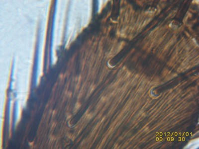 PICT0022.JPG (355.32 KiB) 18965 mal betrachtet Fliegenbein