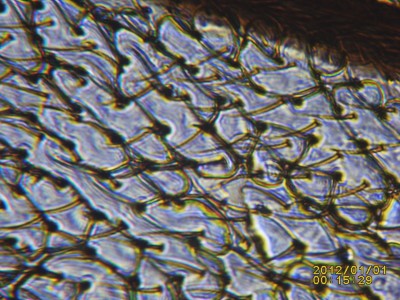 PICT0024.JPG (493.4 KiB) 18965 mal betrachtet Fliegenflügel