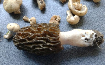 Spitzmorchel (diese war sogar bei mir im Beet gewachsen) und mairitterlinge gefunden im April 2016