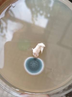 IMG_20190714_125224-1206x1612.jpg (250.66 KiB) 18511 mal betrachtet Schimmel