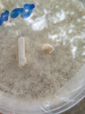 IMG_20190714_132202-1206x1612.jpg (324.52 KiB) 15679 mal betrachtet Petri