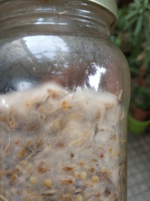 IMG_20190714_132241-1206x1612.jpg (288.64 KiB) 15679 mal betrachtet Körnerbrut