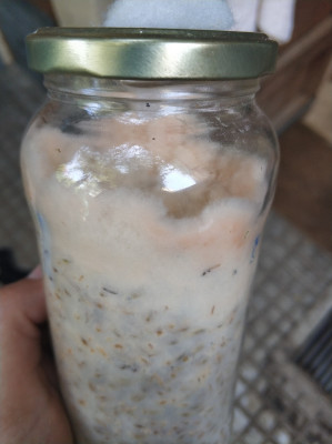 IMG_20190722_163004-1206x1612.jpg (283.74 KiB) 15646 mal betrachtet Subtrat komplett besiedelt