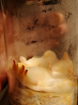 IMG_20191116_210900.jpg (3.6 MiB) 15424 mal betrachtet Es fängt an zu fruchten... Muah