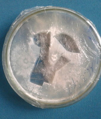 20200512_084721-1.jpg (1.64 MiB) 15401 mal betrachtet Petri2