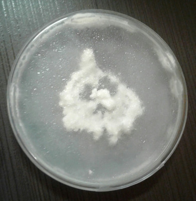 20200511_000539-1.jpg (1.11 MiB) 15401 mal betrachtet Petri15